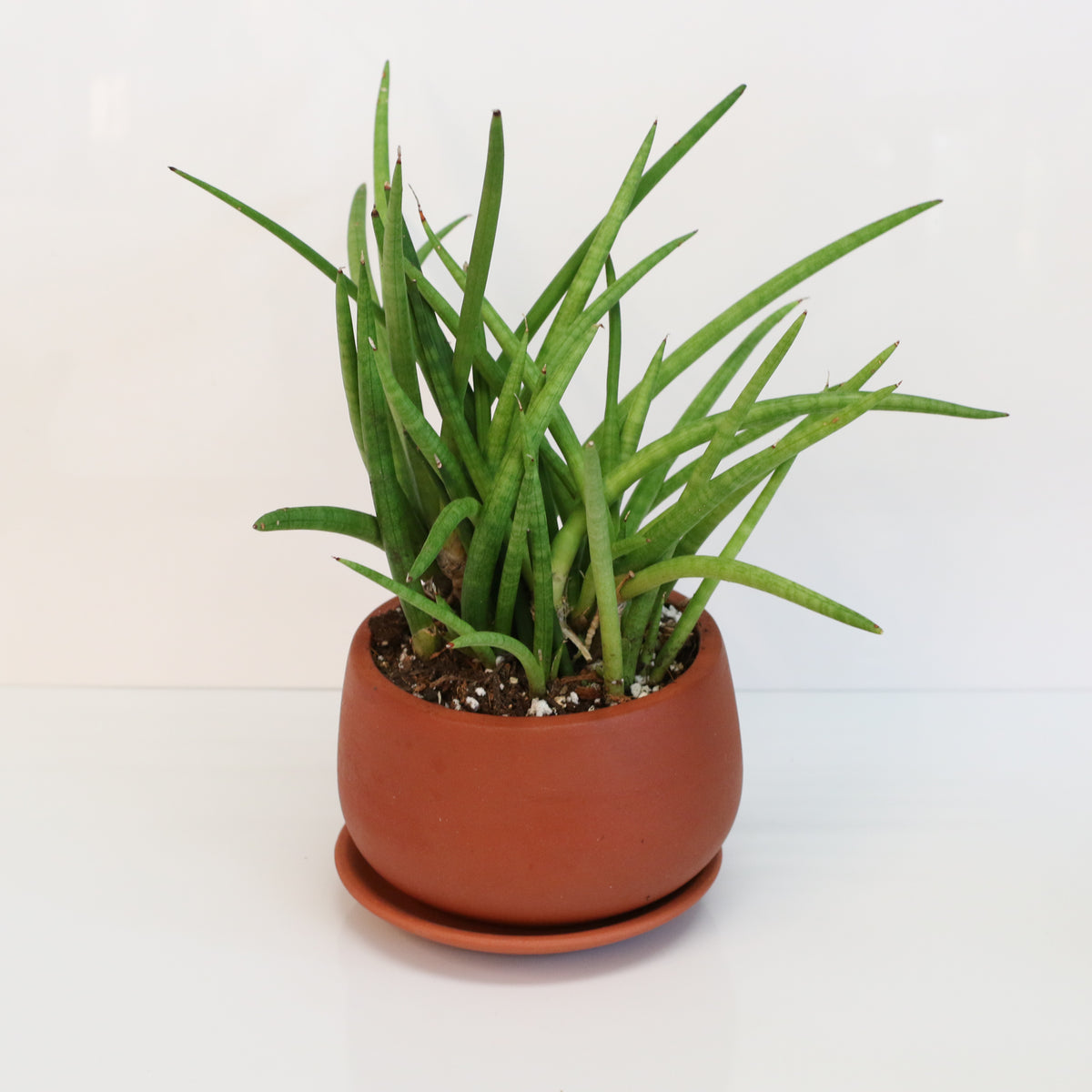 Sanseveria Cylindrea Snake Plant