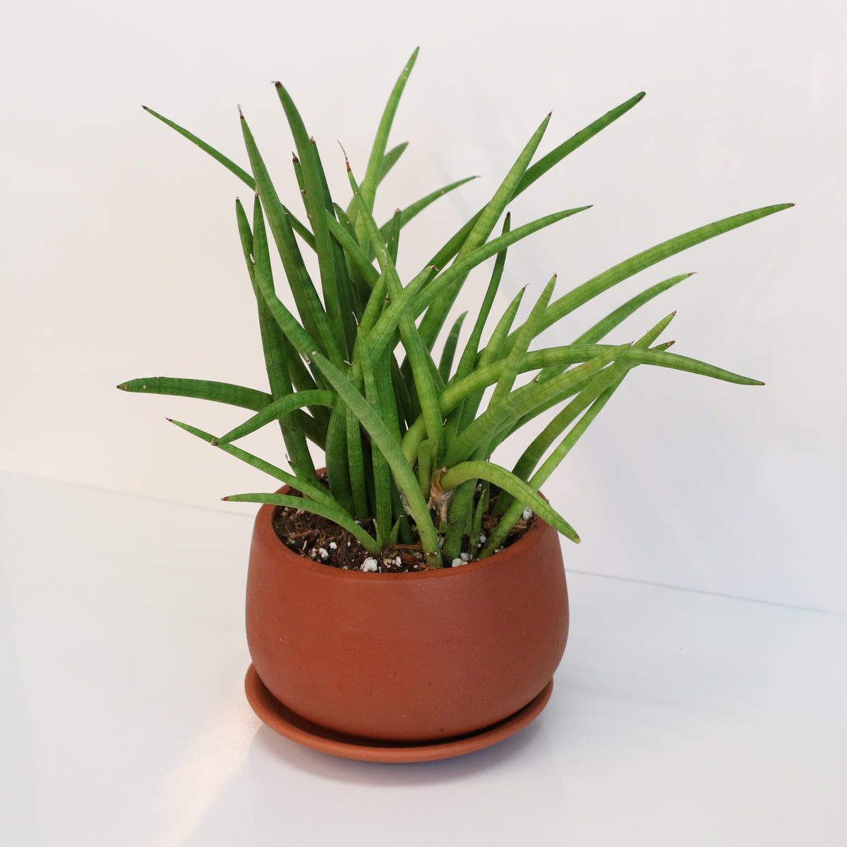 Sanseveria Cylindrea Snake Plant