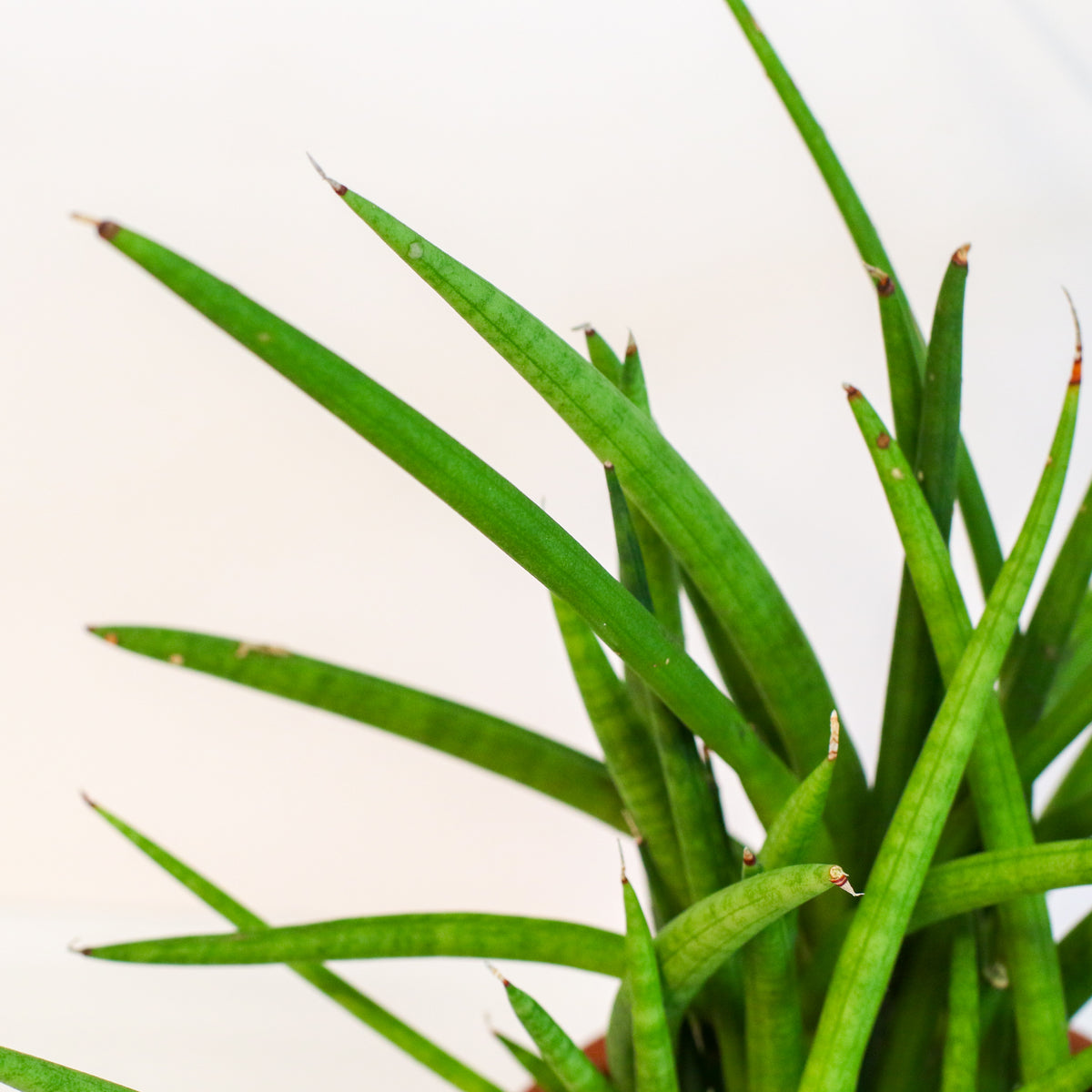 Sanseveria Cylindrea Snake Plant