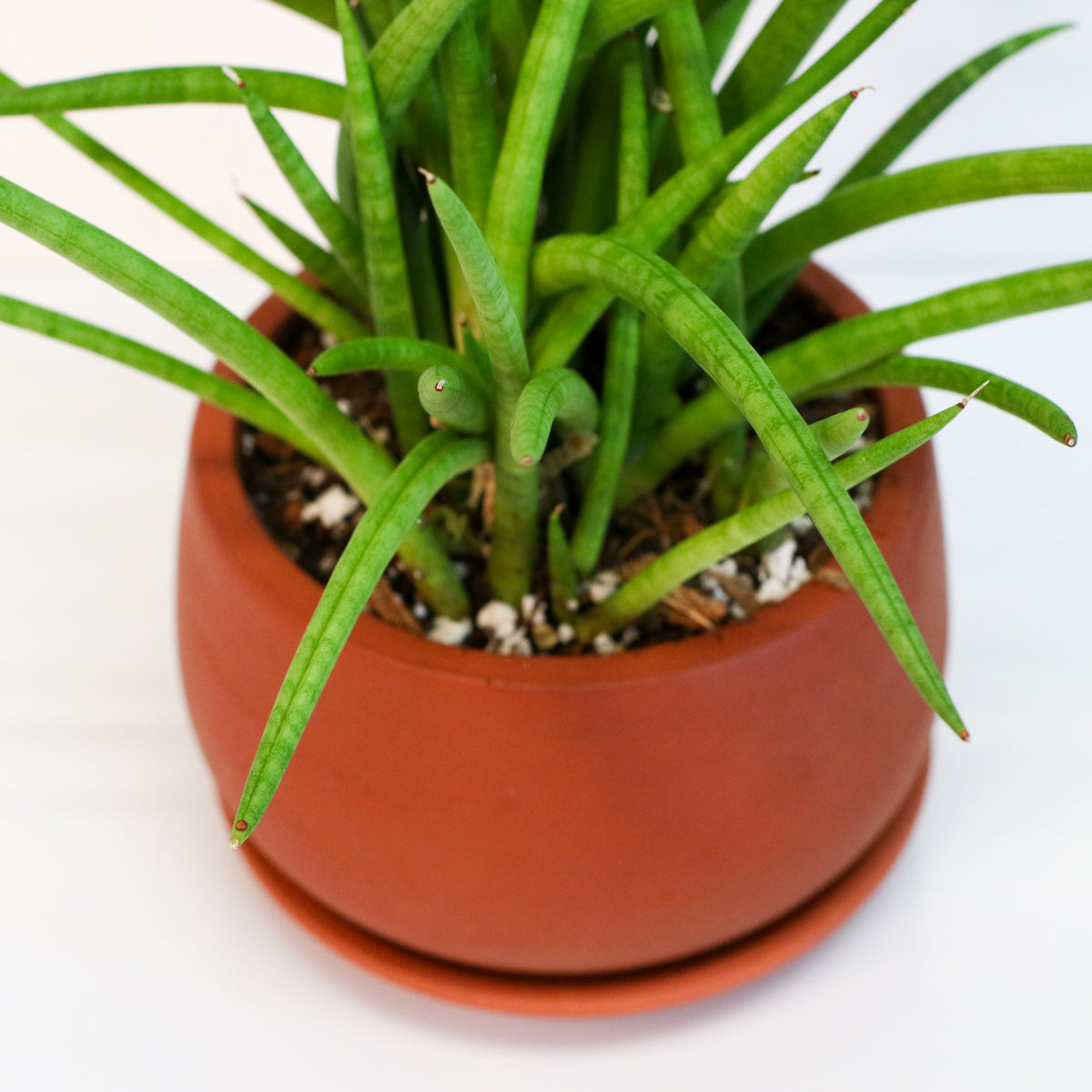 Sanseveria Cylindrea Snake Plant