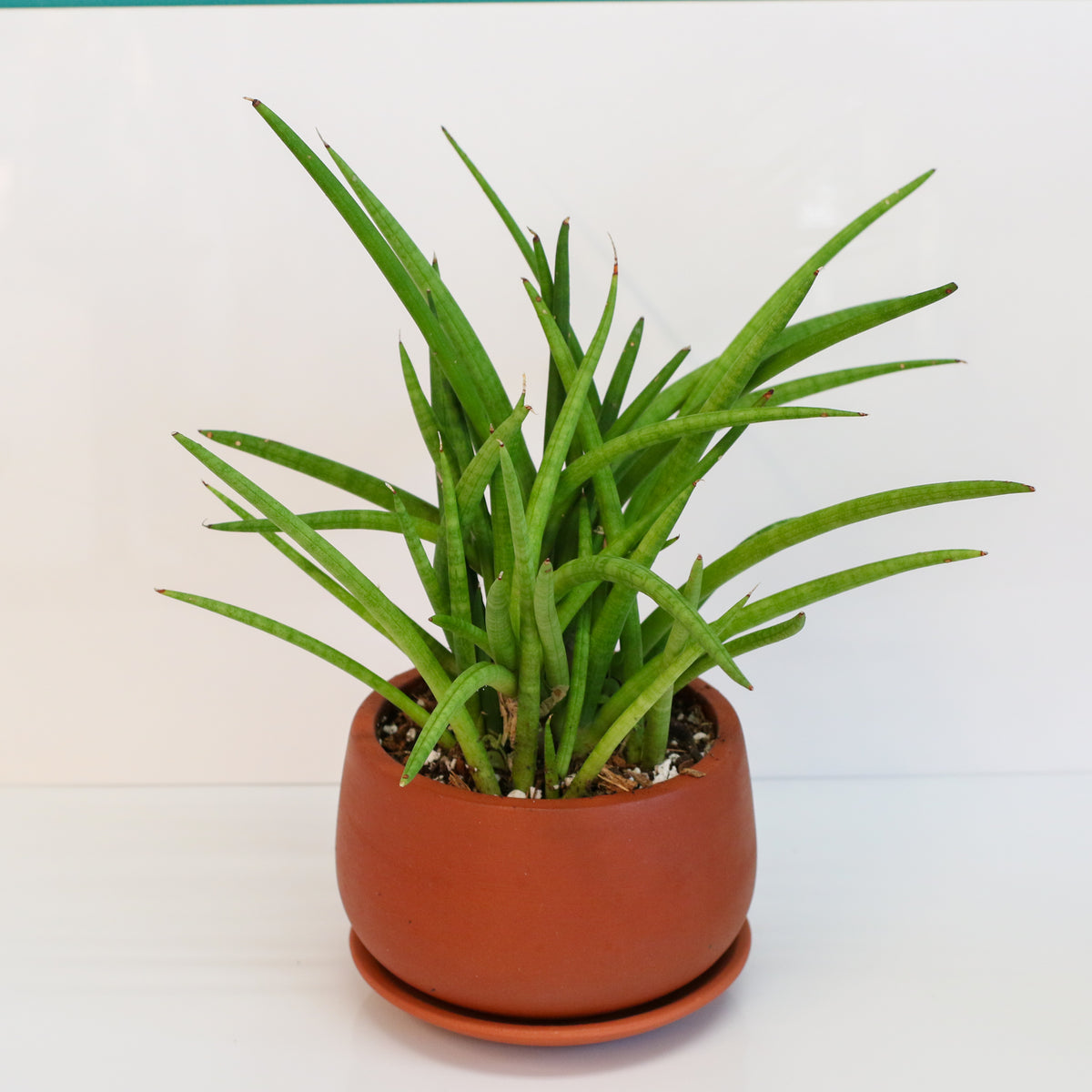 Sanseveria Cylindrea Snake Plant