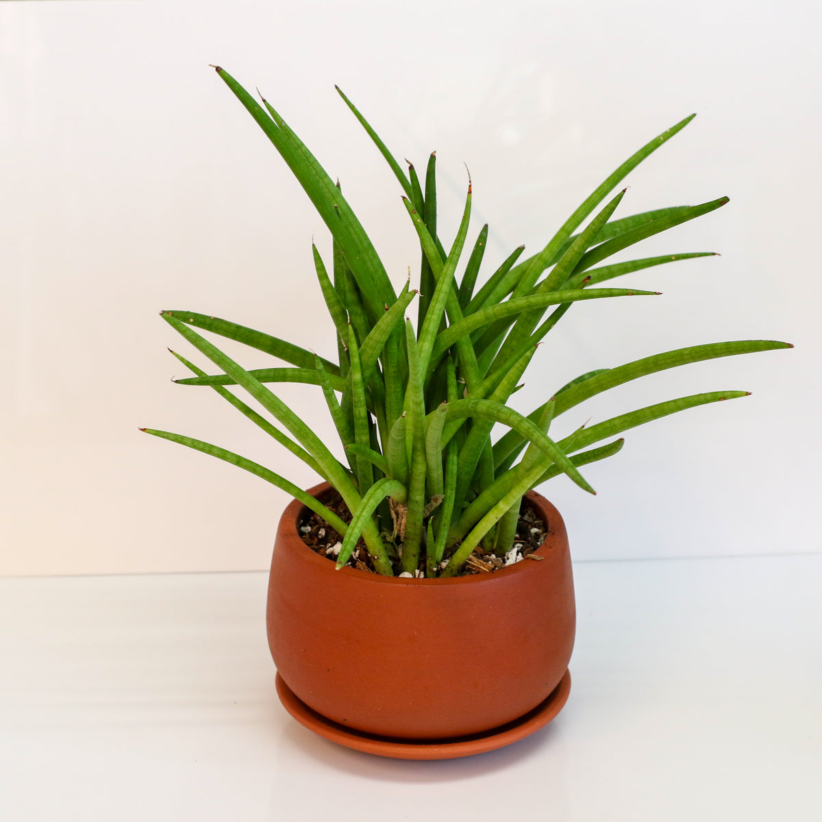 Sanseveria Cylindrea Snake Plant