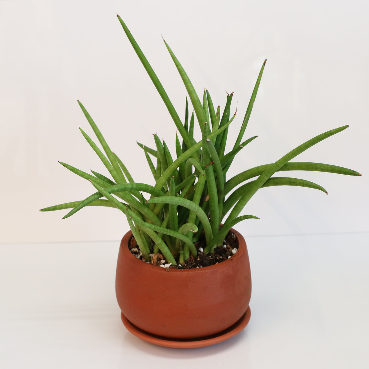 Sanseveria Cylindrea Snake Plant