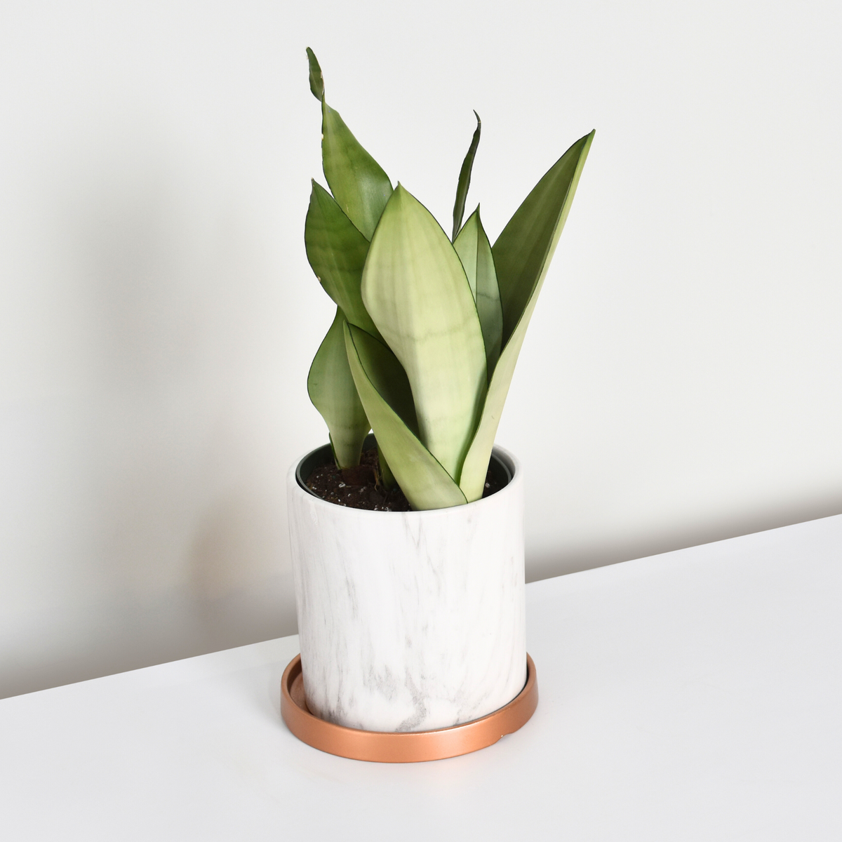 Silver Moonshine Sansevieria Snake Plant-Rare