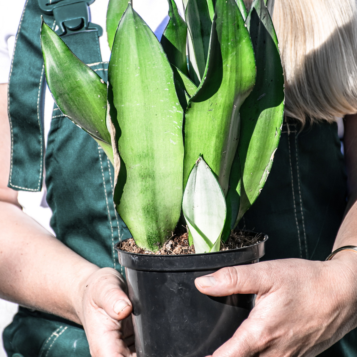 Silver Moonshine Sansevieria Snake Plant-Rare