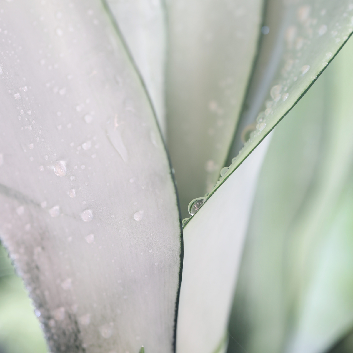 Silver Moonshine Sansevieria Snake Plant-Rare