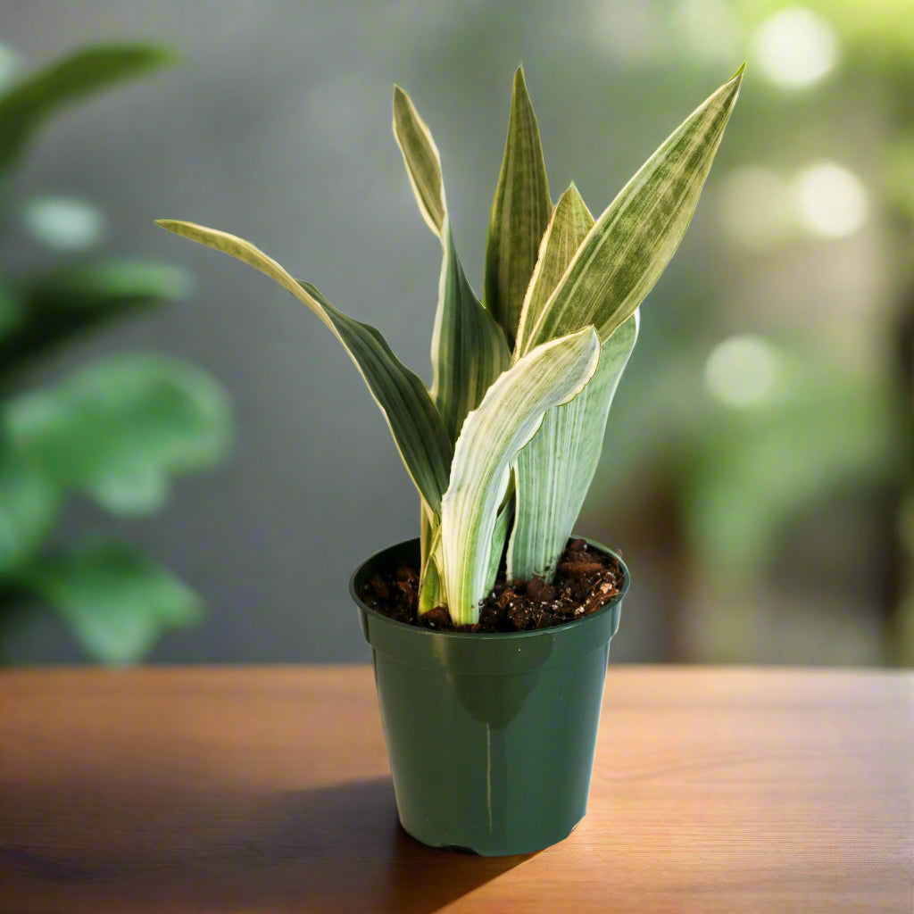 Sayuri Sansevieria Snake Plant