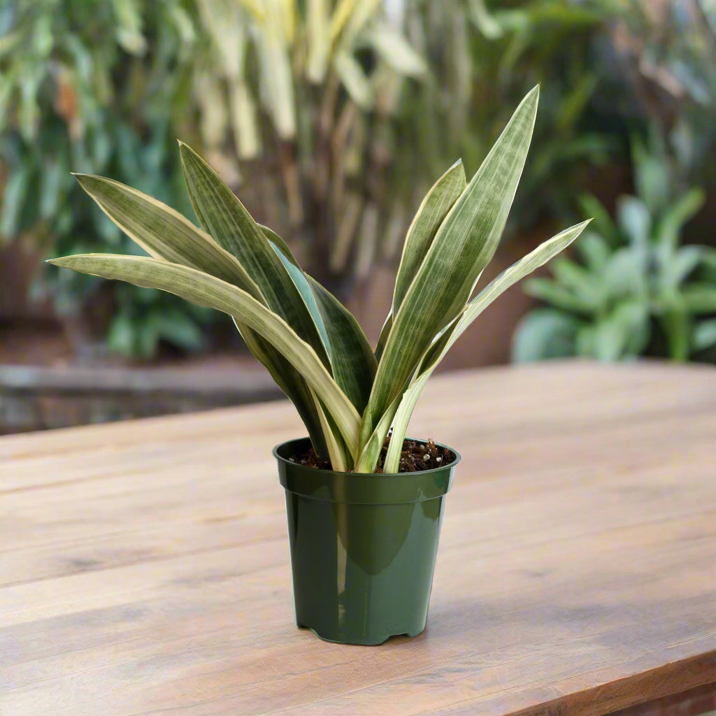 Sayuri Sansevieria Snake Plant