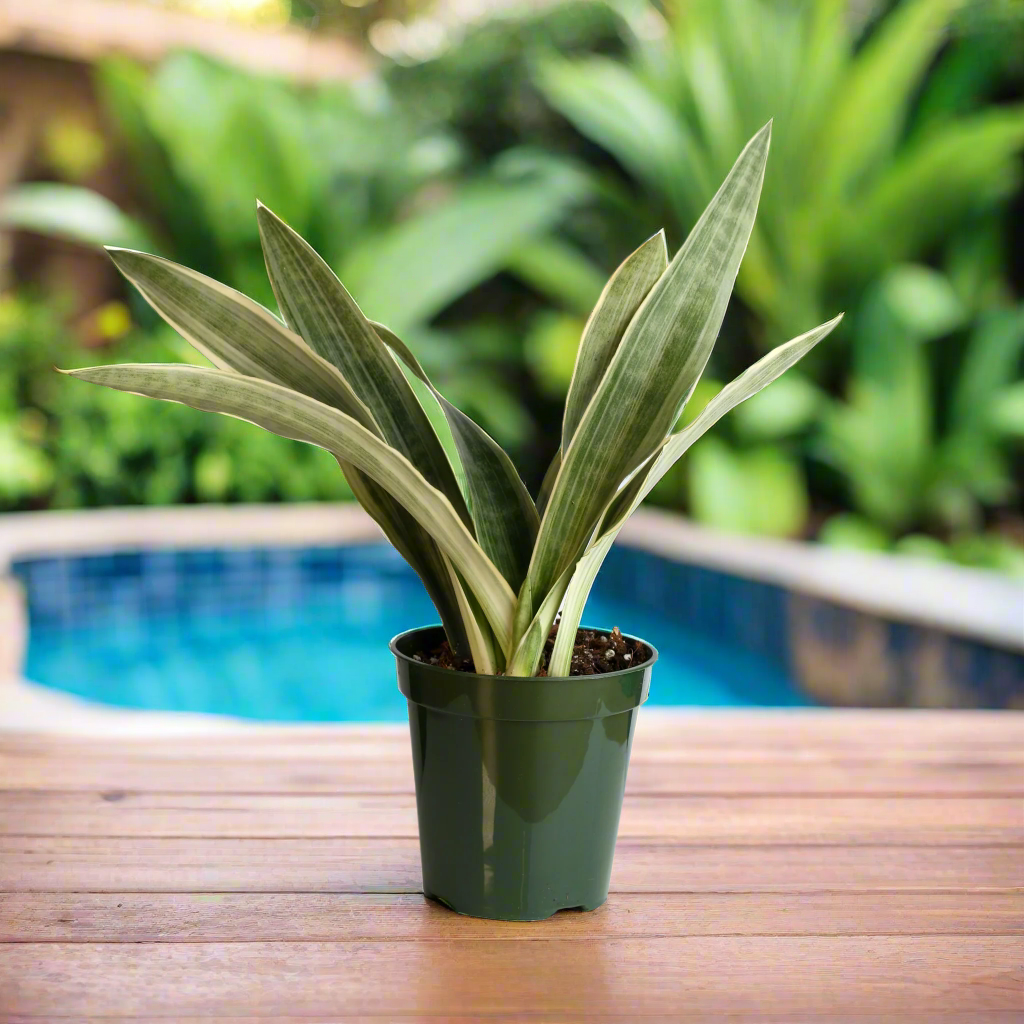 Sayuri Sansevieria Snake Plant
