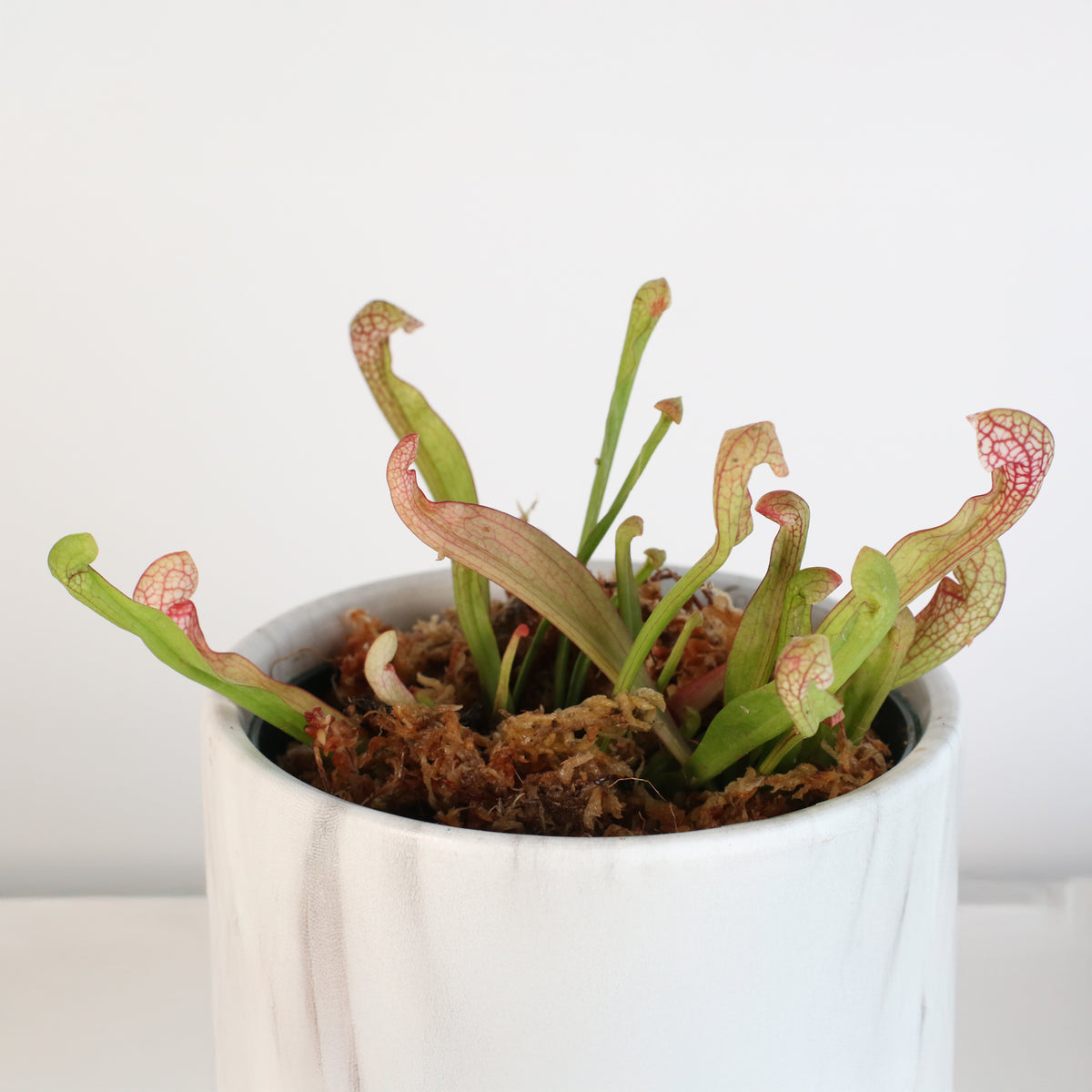 Scarlet Belle in Daphne Ceramic Planter 4.5".