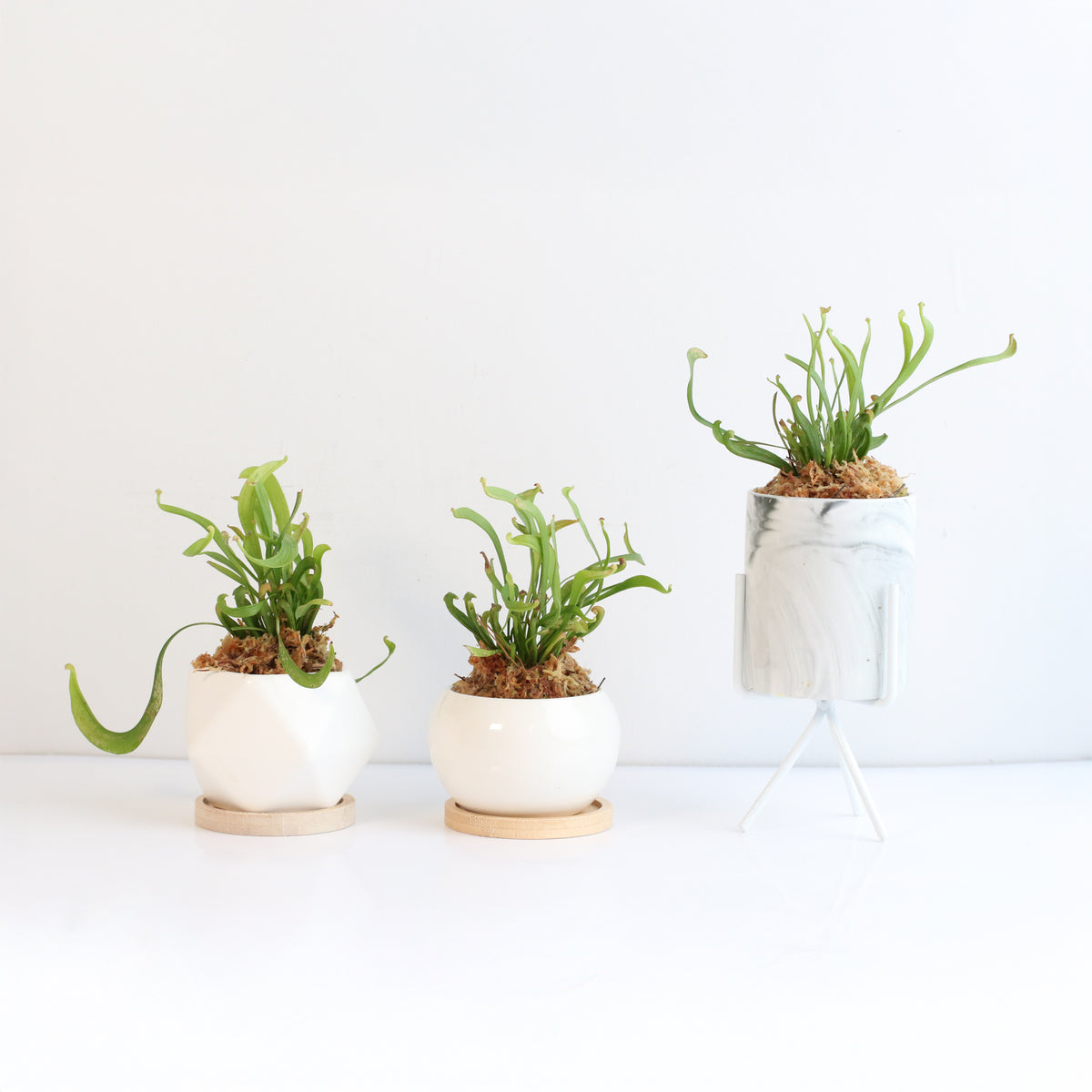 Sarracenia 'Scarlet Belle' Carnivorous Plant