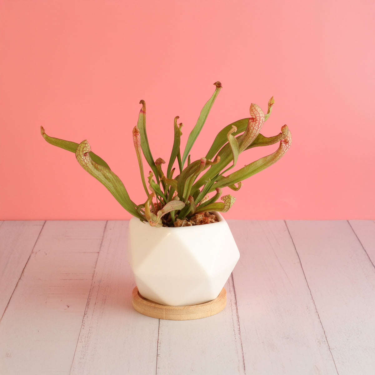 Sarracenia 'Scarlet Belle' Carnivorous Plant