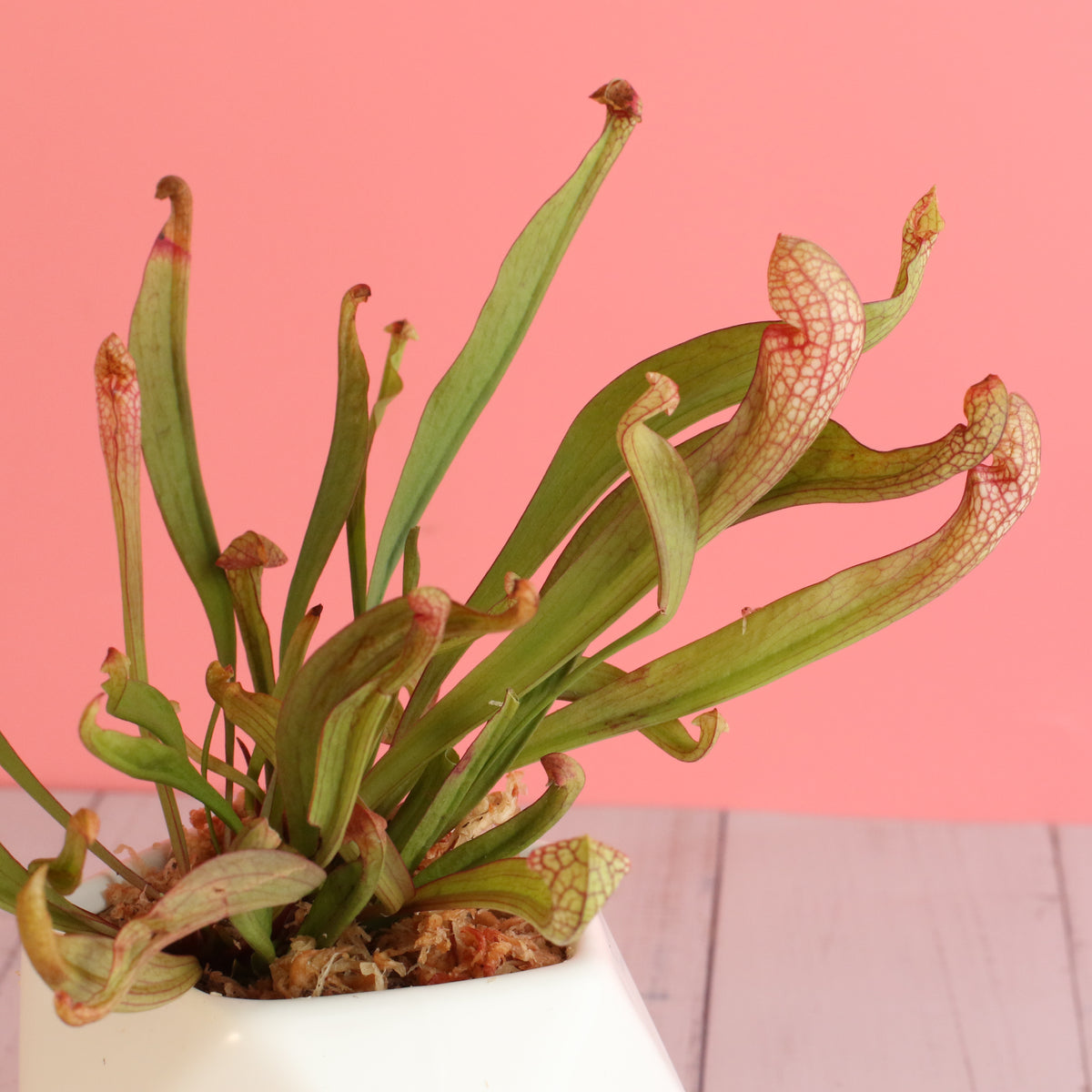 Sarracenia 'Scarlet Belle' Carnivorous Plant