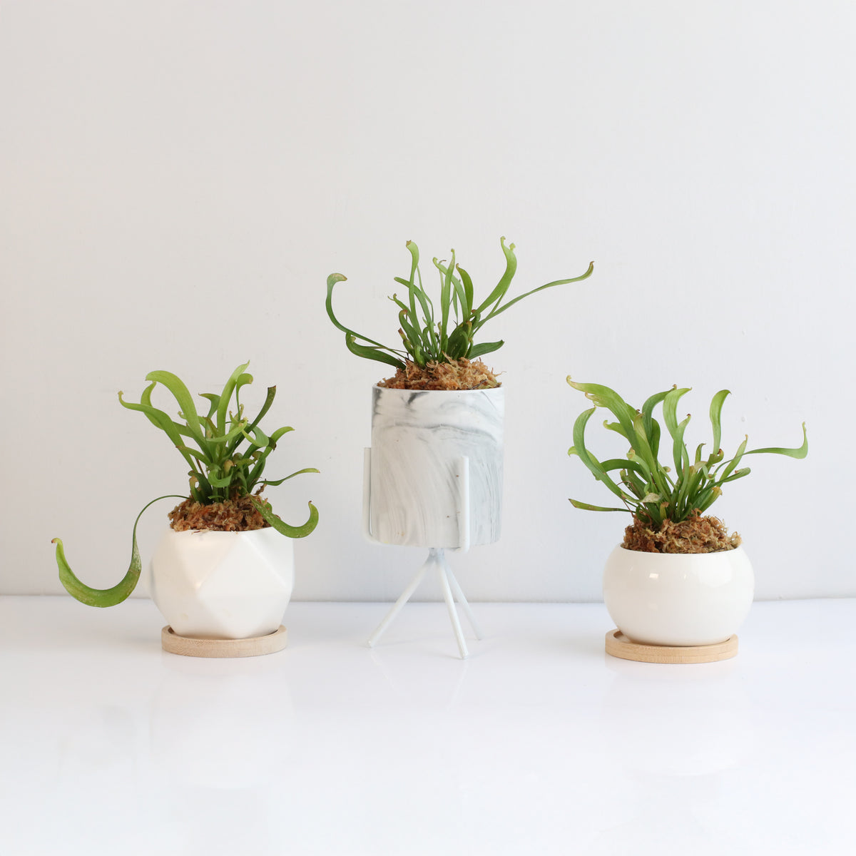 Sarracenia 'Scarlet Belle' Carnivorous Plant