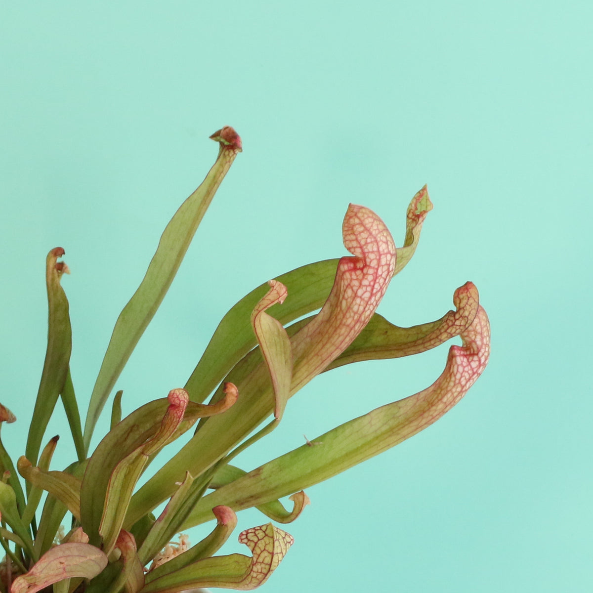 Sarracenia 'Scarlet Belle' Carnivorous Plant