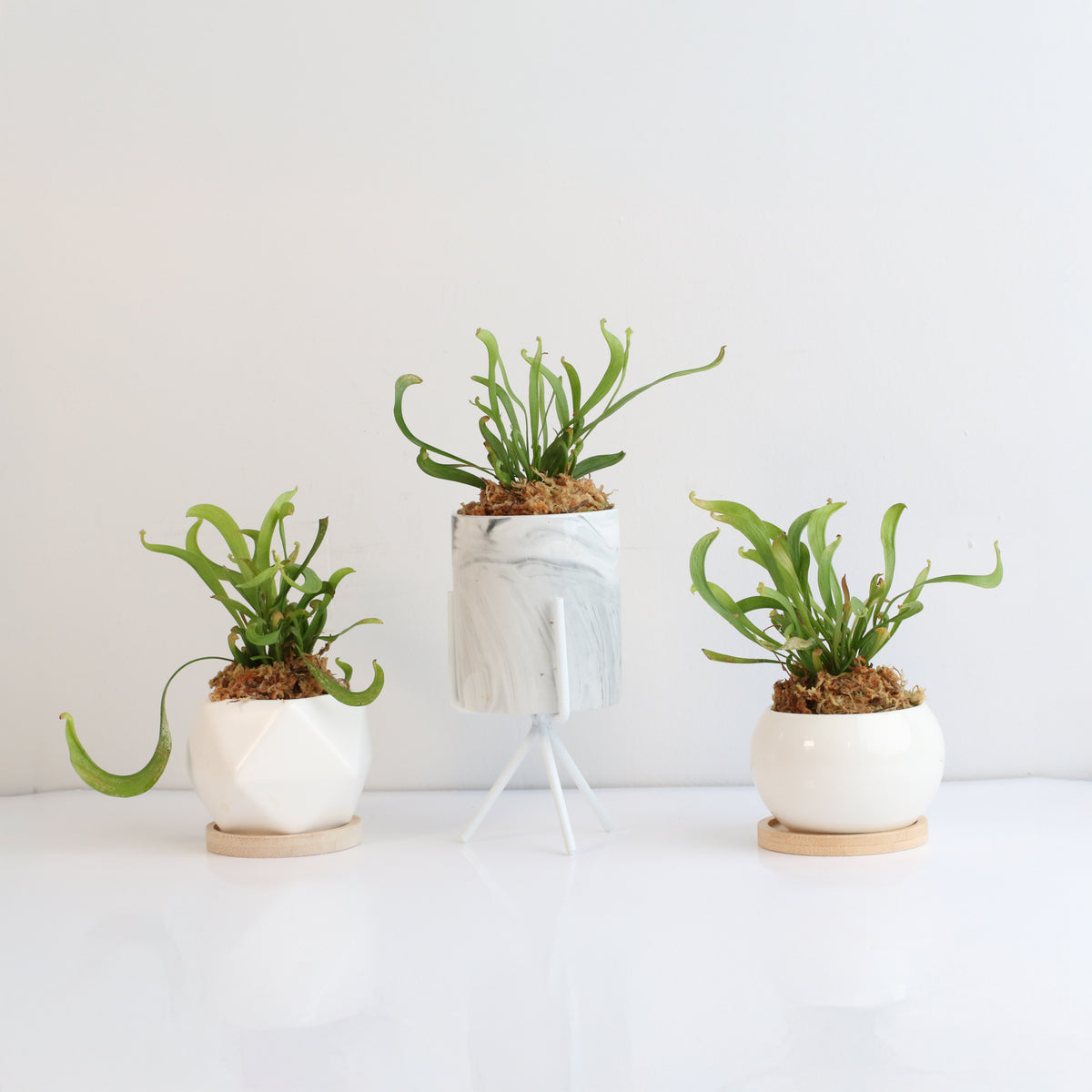 Sarracenia 'Scarlet Belle' Carnivorous Plant