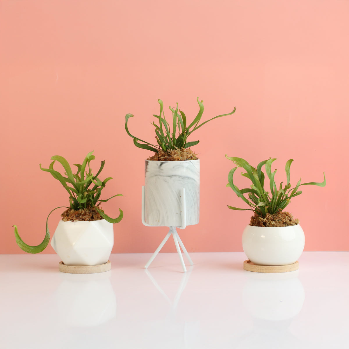 Sarracenia 'Scarlet Belle' Carnivorous Plant