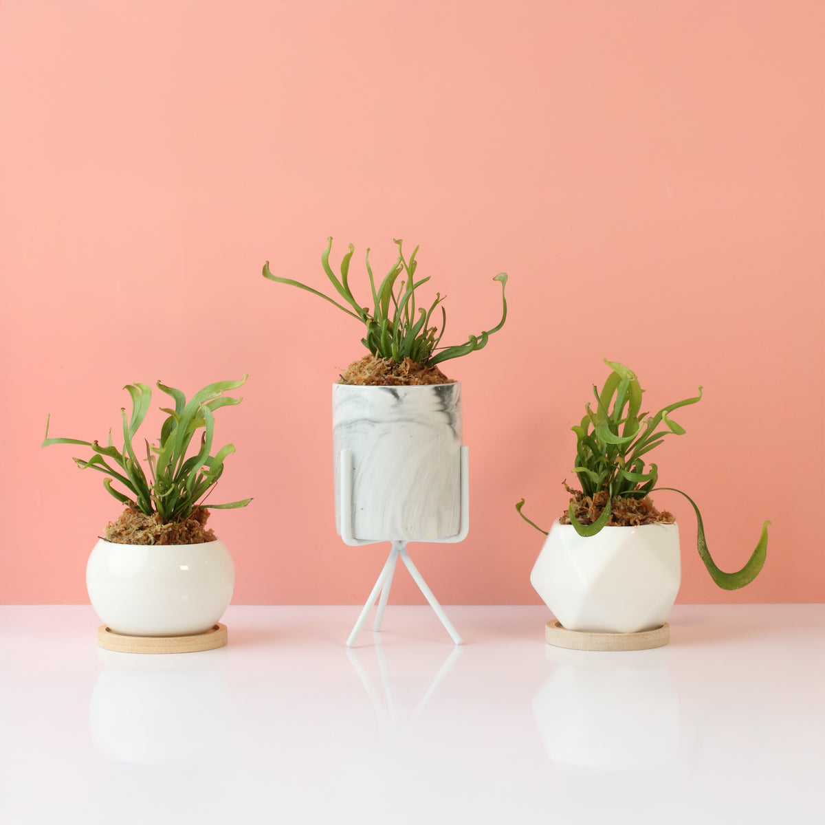 Sarracenia 'Scarlet Belle' Carnivorous Plant