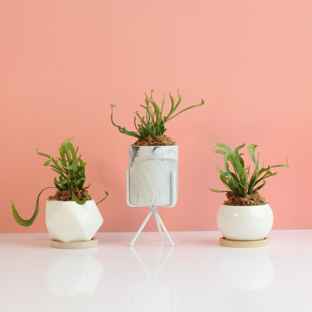 Sarracenia 'Scarlet Belle' Carnivorous Plant