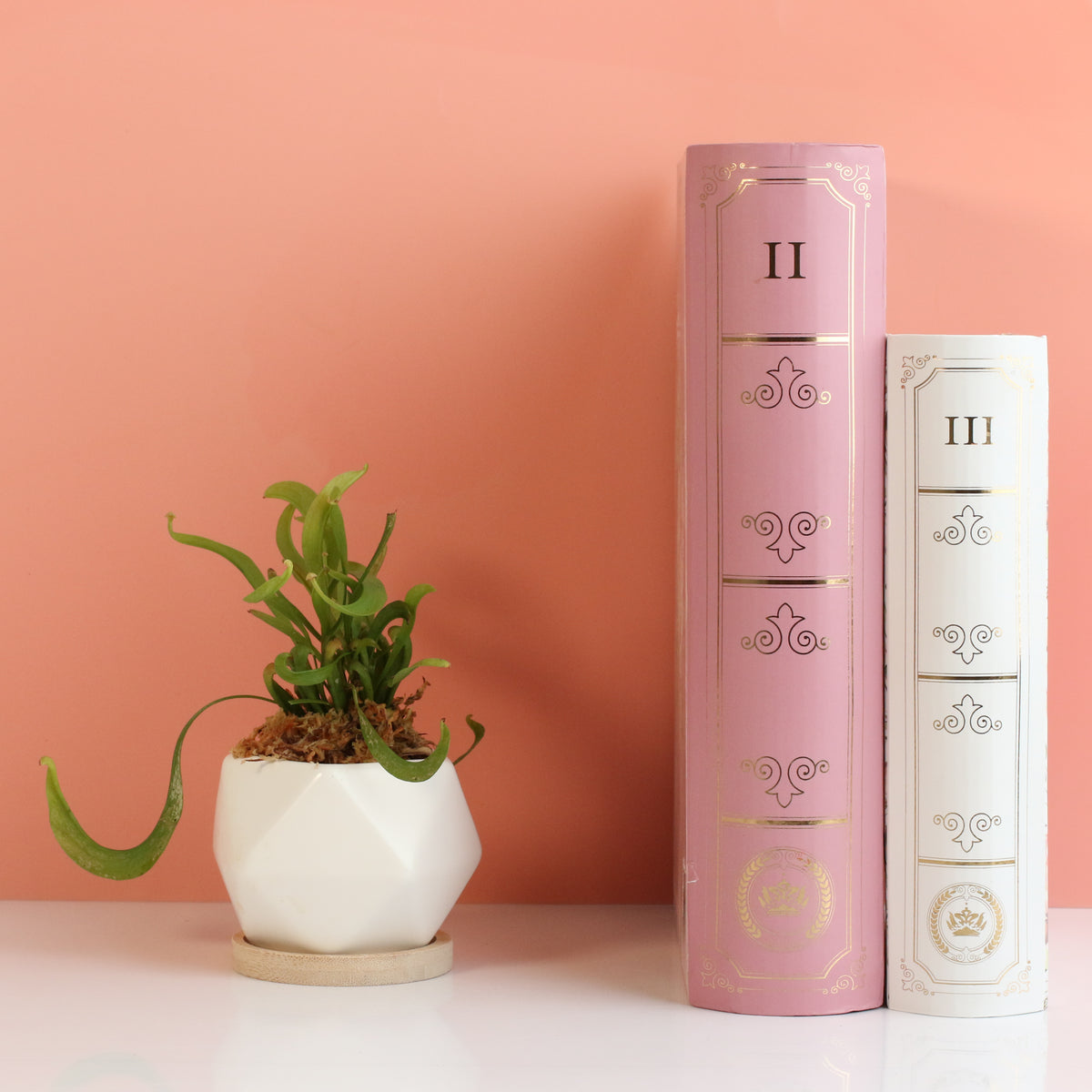 Sarracenia 'Scarlet Belle' Carnivorous Plant