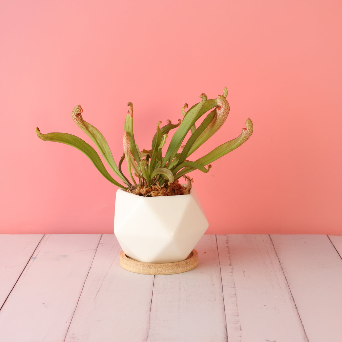 Sarracenia 'Scarlet Belle' Carnivorous Plant