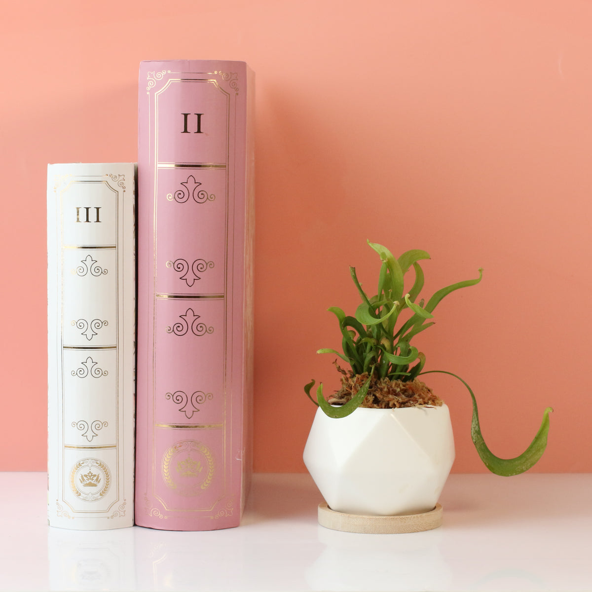 Sarracenia 'Scarlet Belle' Carnivorous Plant