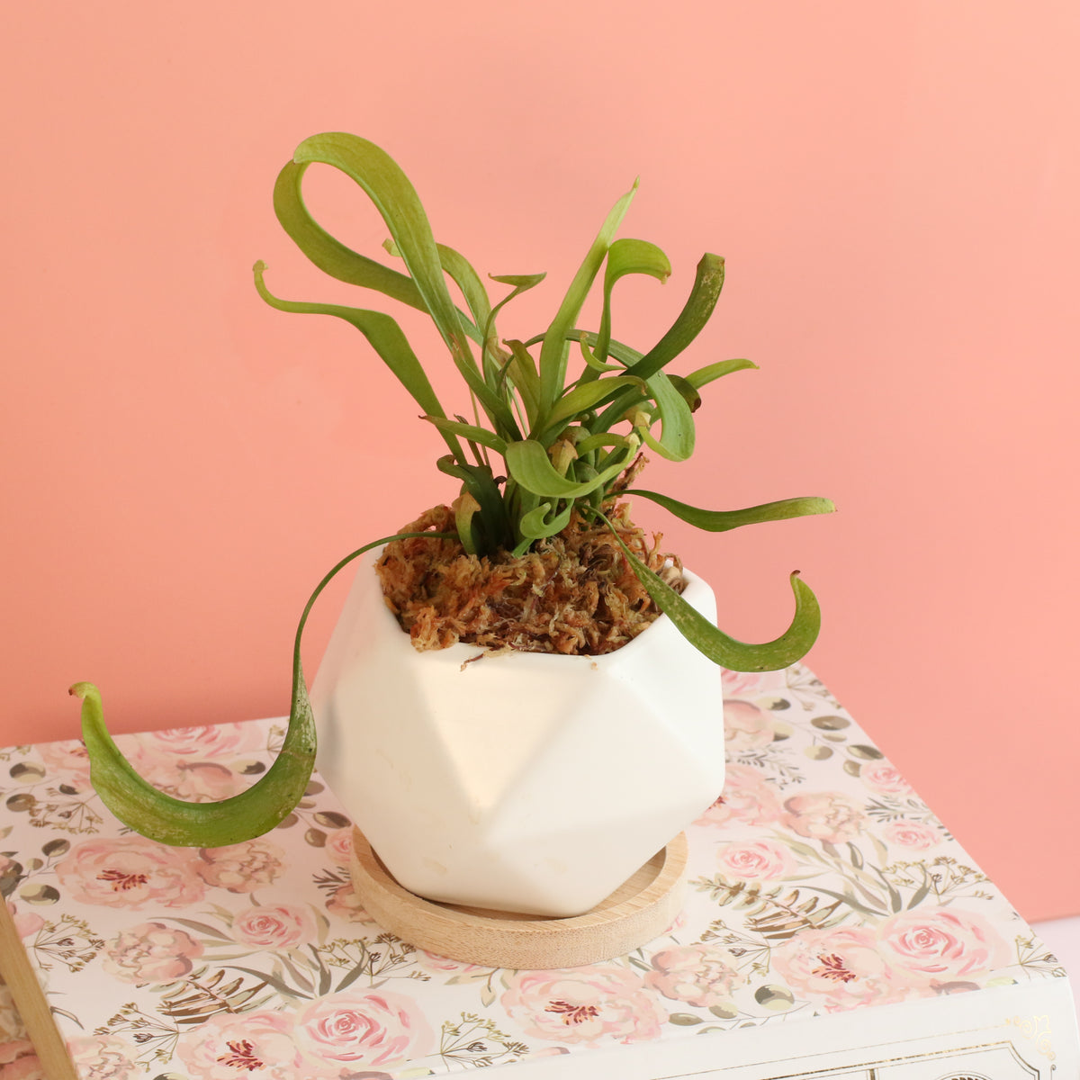 Sarracenia 'Scarlet Belle' Carnivorous Plant