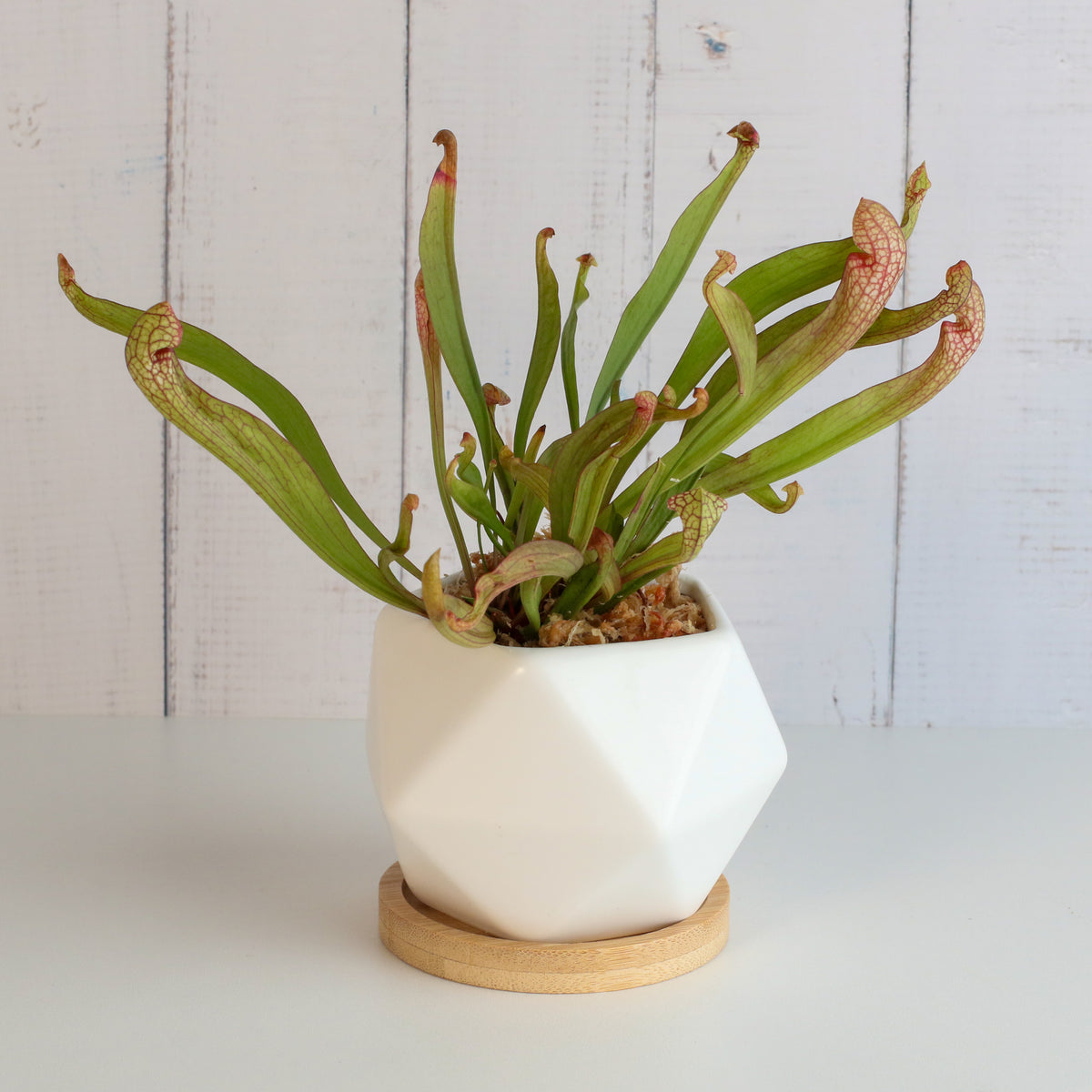 Sarracenia 'Scarlet Belle' Carnivorous Plant