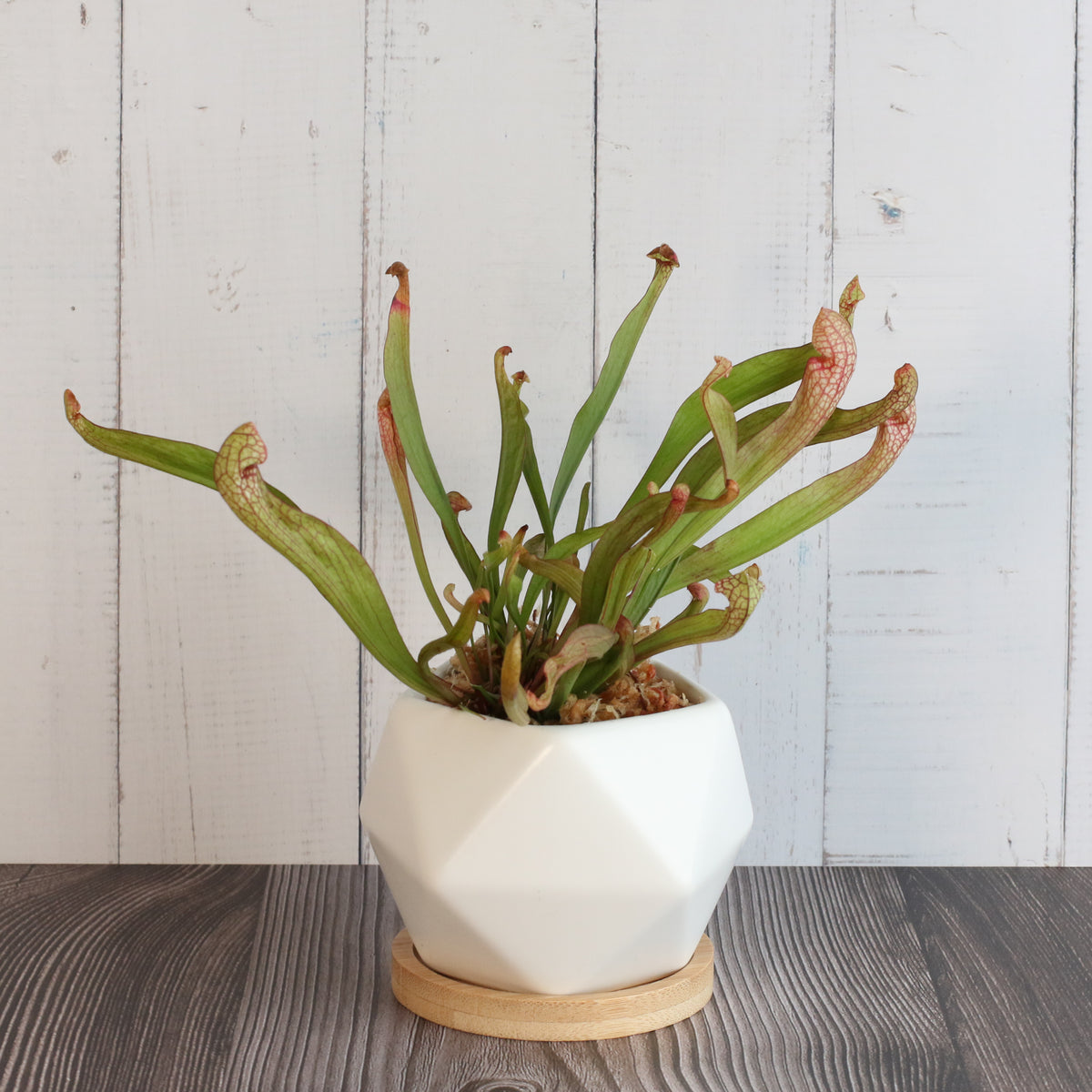 Sarracenia 'Scarlet Belle' Carnivorous Plant