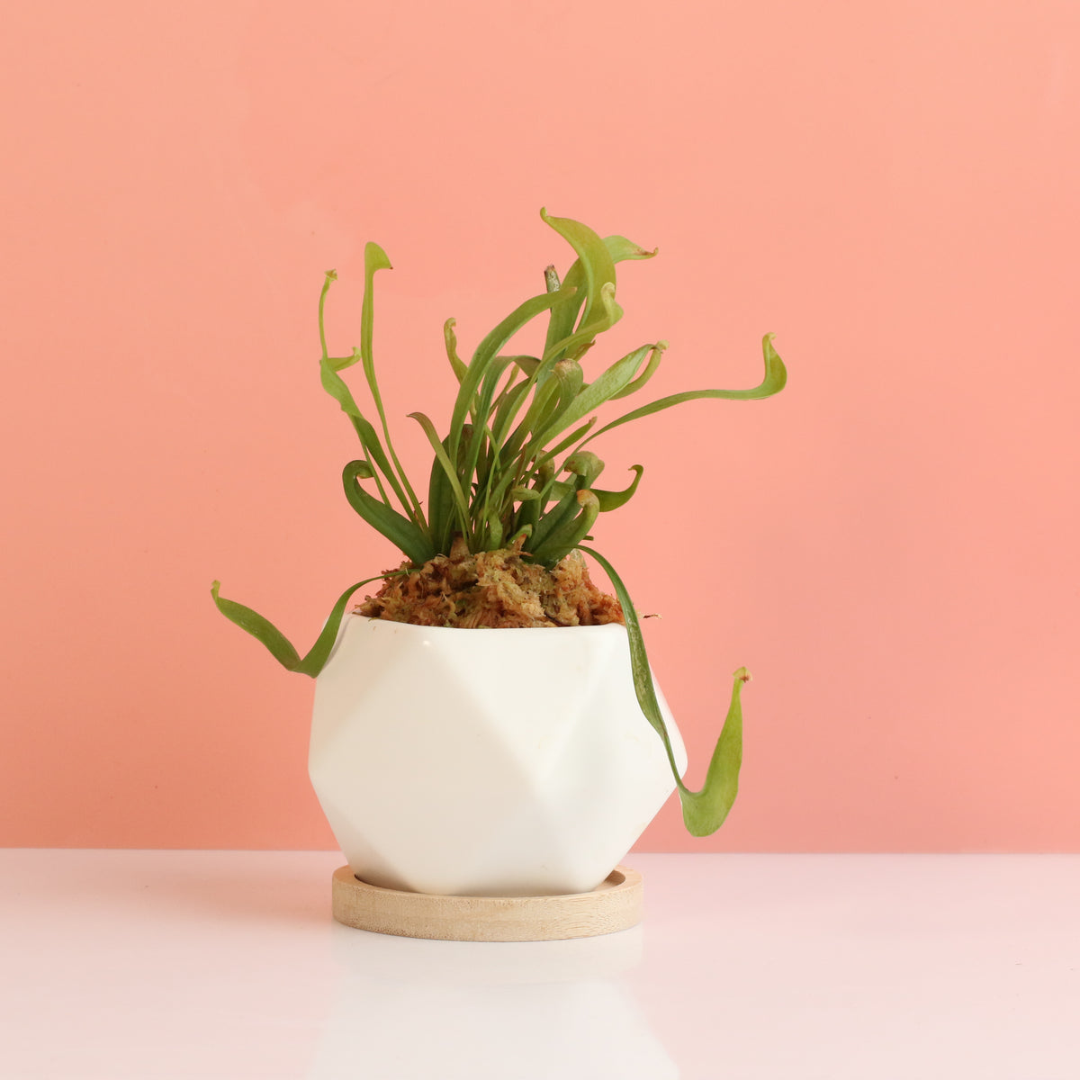 Sarracenia 'Scarlet Belle' Carnivorous Plant