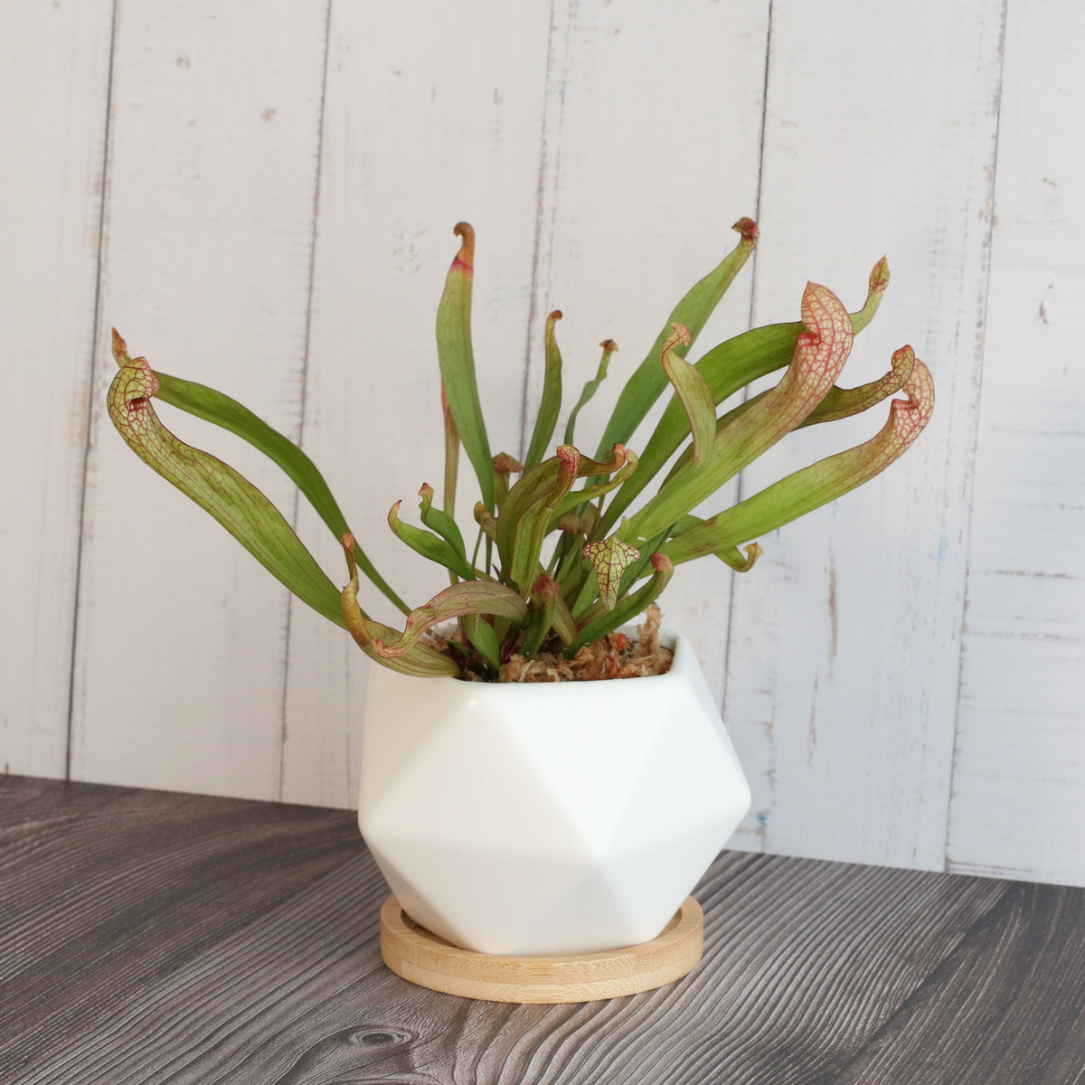 Sarracenia 'Scarlet Belle' Carnivorous Plant