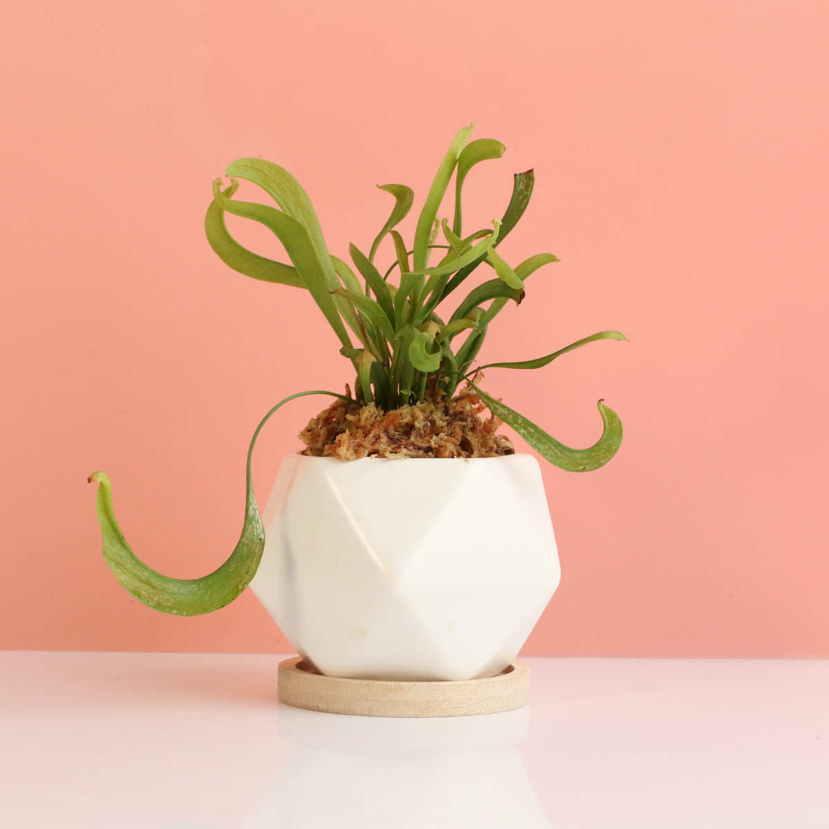 Sarracenia 'Scarlet Belle' Carnivorous Plant