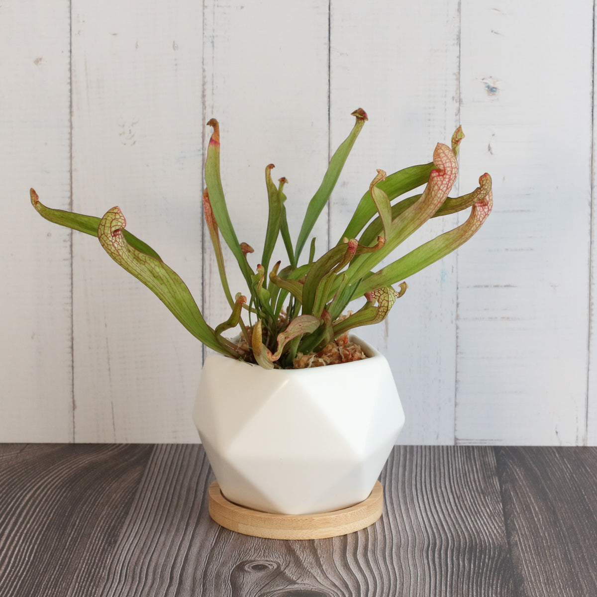 Sarracenia 'Scarlet Belle' Carnivorous Plant