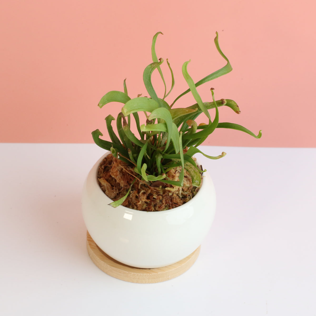 Sarracenia 'Scarlet Belle' Carnivorous Plant