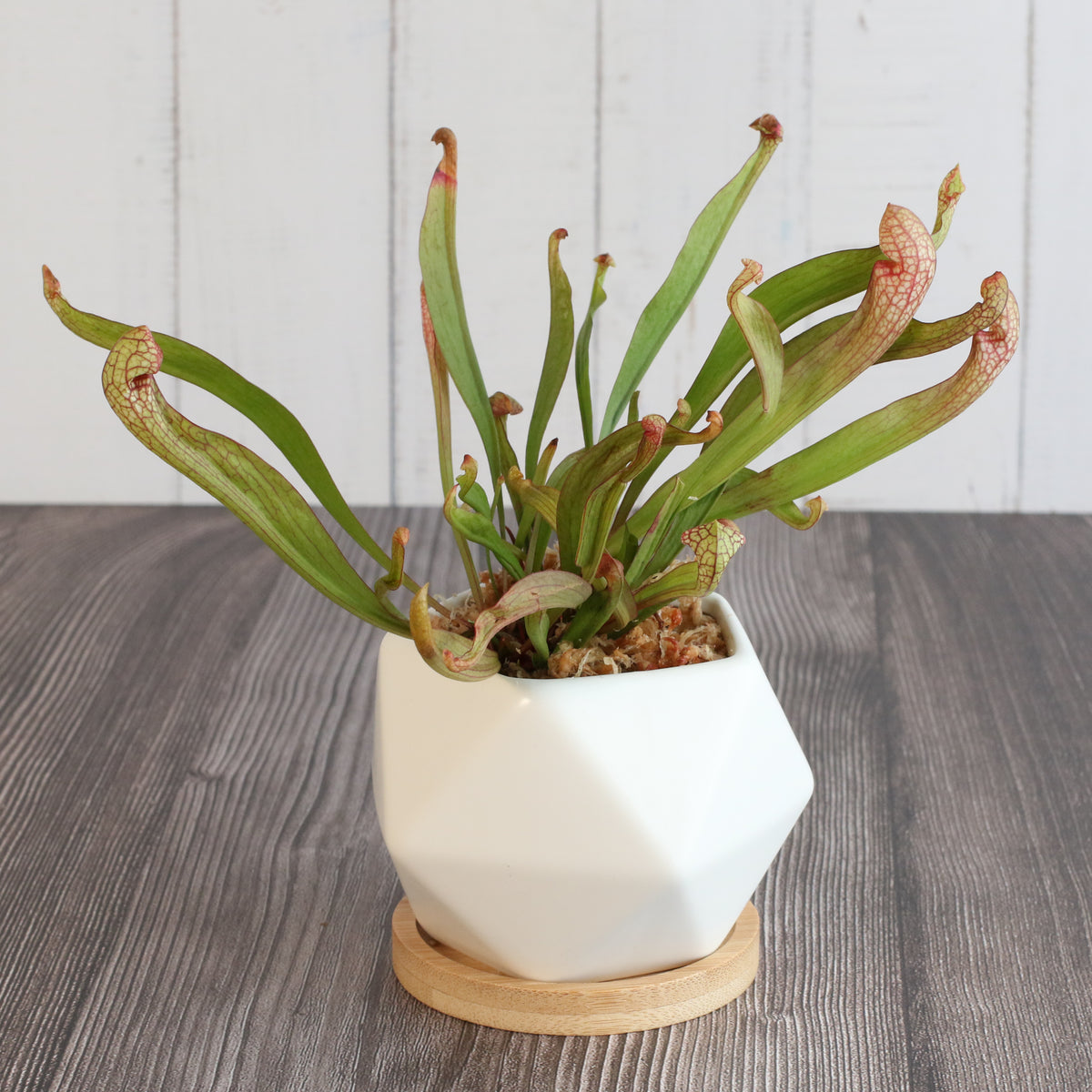 Sarracenia 'Scarlet Belle' Carnivorous Plant