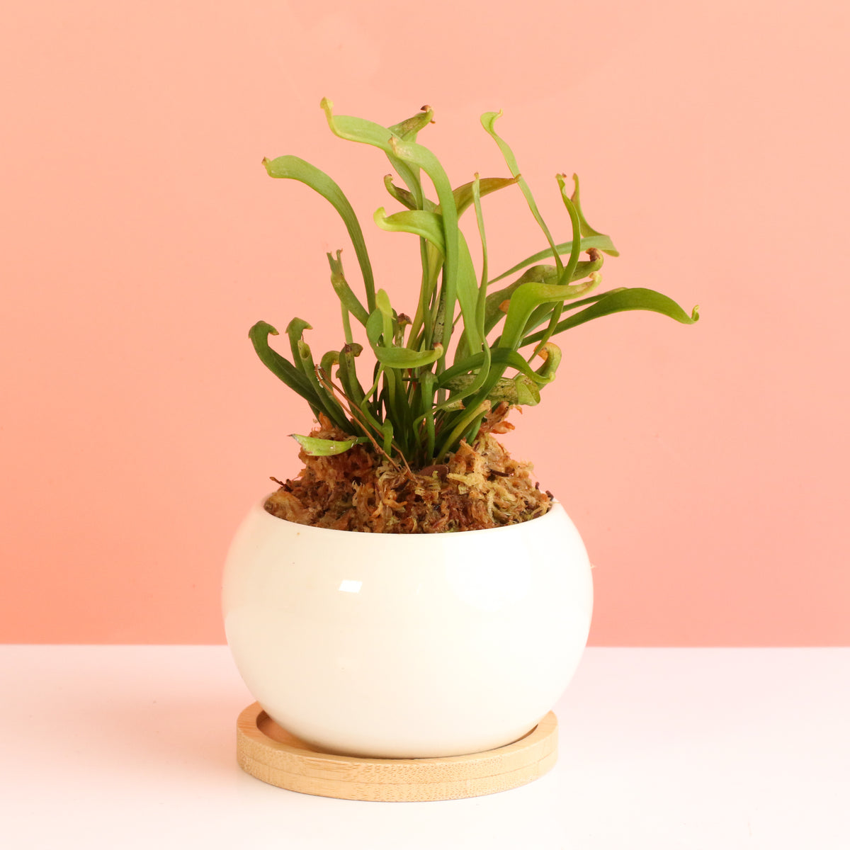 Sarracenia 'Scarlet Belle' Carnivorous Plant