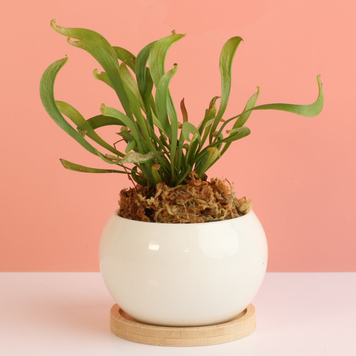 Sarracenia 'Scarlet Belle' Carnivorous Plant