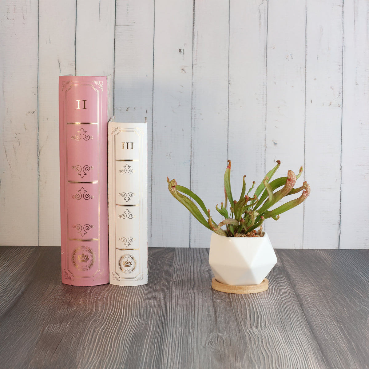 Sarracenia 'Scarlet Belle' Carnivorous Plant