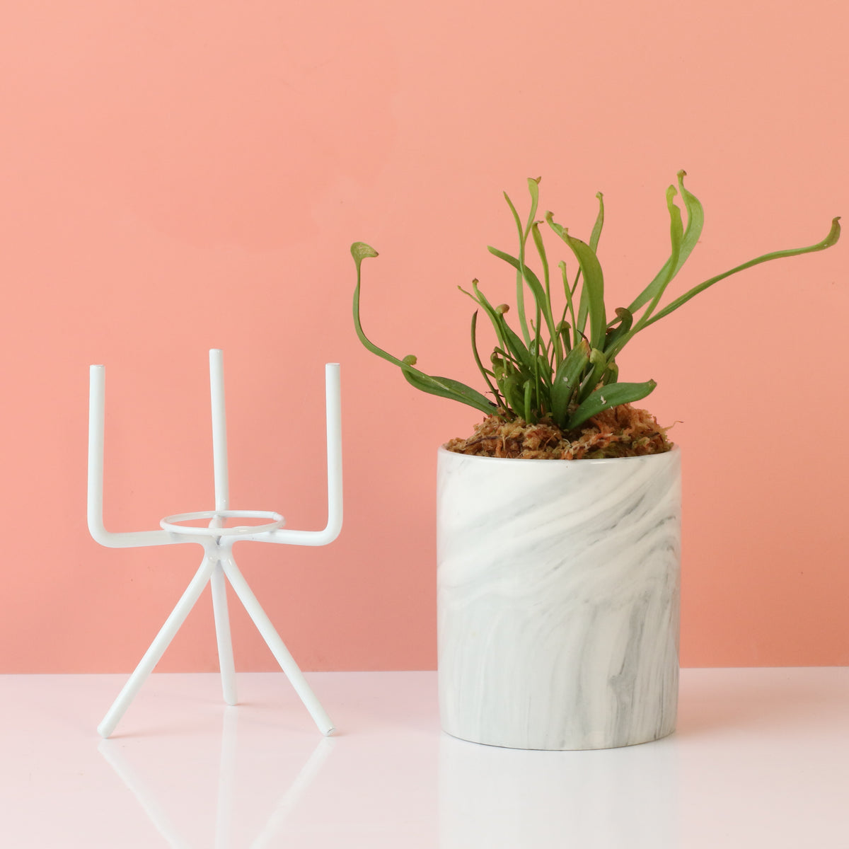 Sarracenia 'Scarlet Belle' Carnivorous Plant