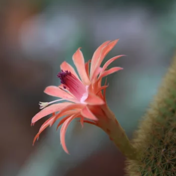 Monkey Tail Cactus