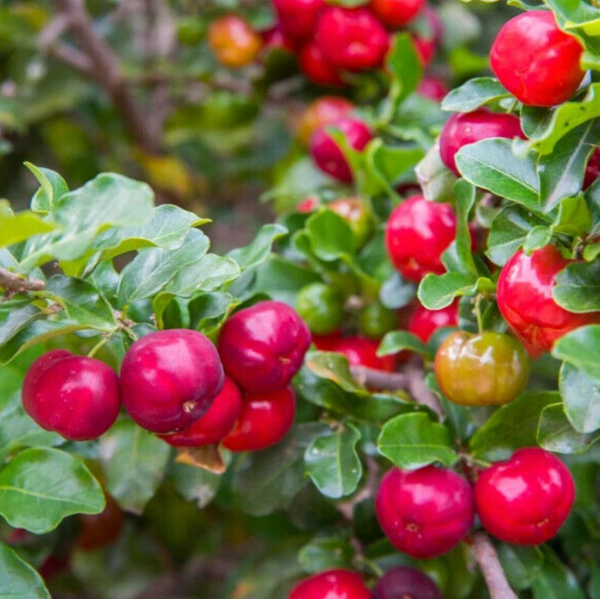 Barbados Cherry