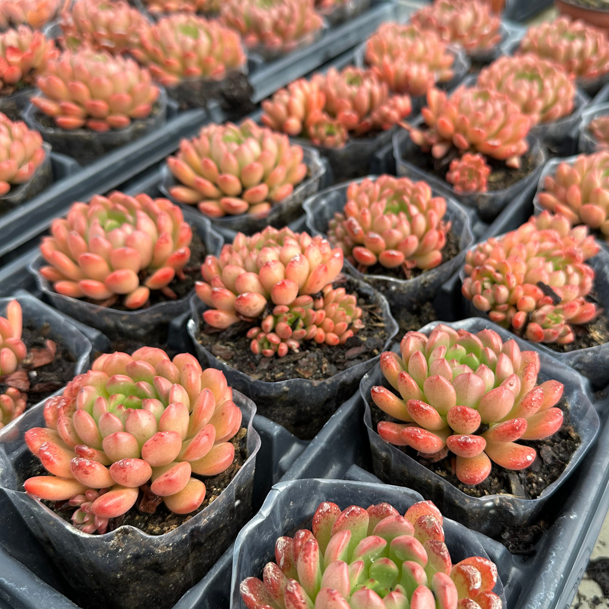 Sedeveria 'Pink Ruby' Red Succulent
