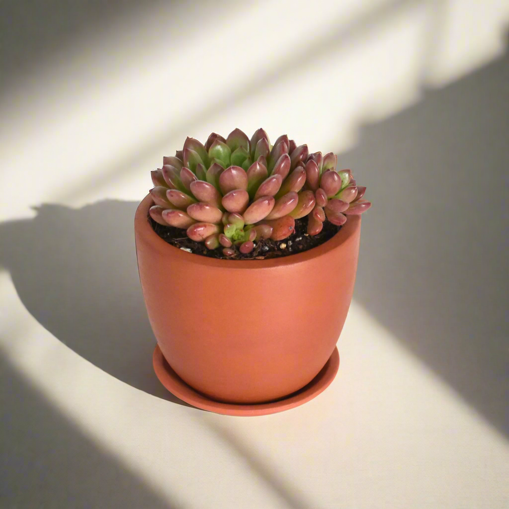 Sedeveria 'Pink Ruby' Red Succulent