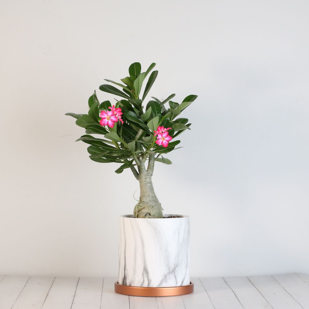 Desert Rose (Adenium obesum)