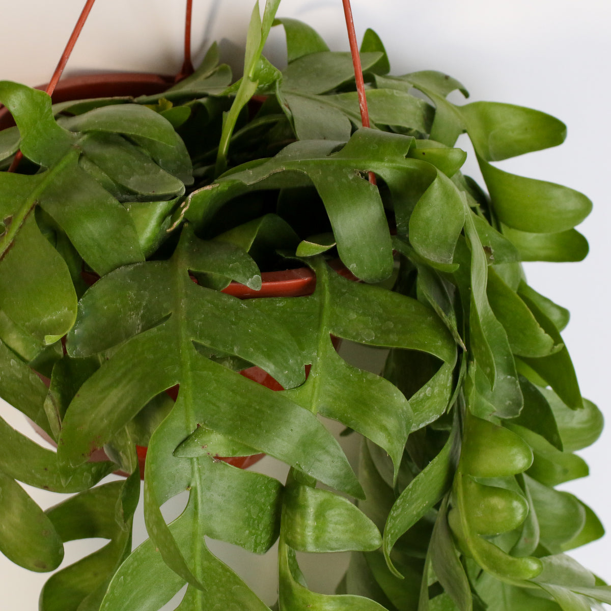 Shark Fin Epiphyllum Plant