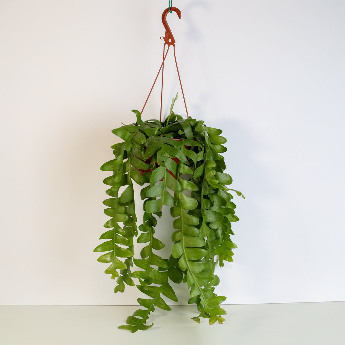 Shark Fin Epiphyllum Plant in 8" Hanging Basket