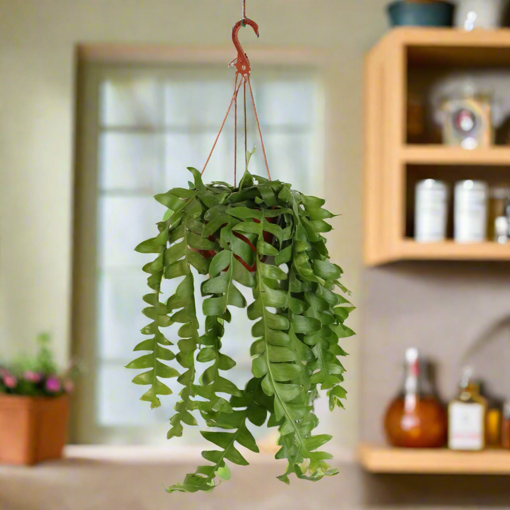 Shark Fin Epiphyllum