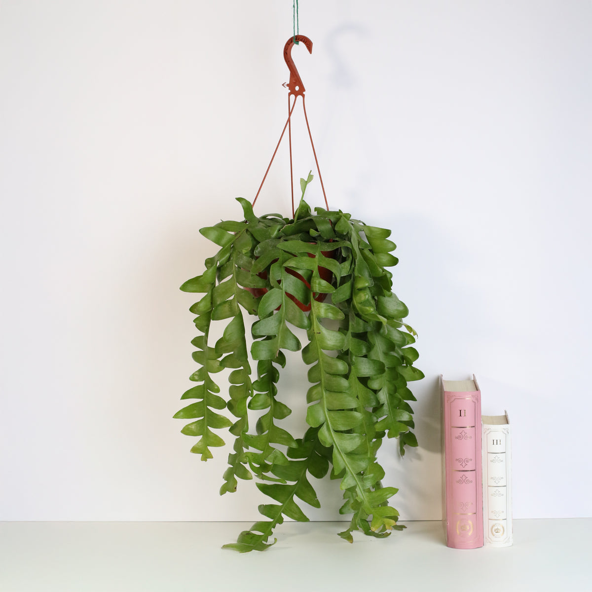 Shark Fin Epiphyllum Plant next to books