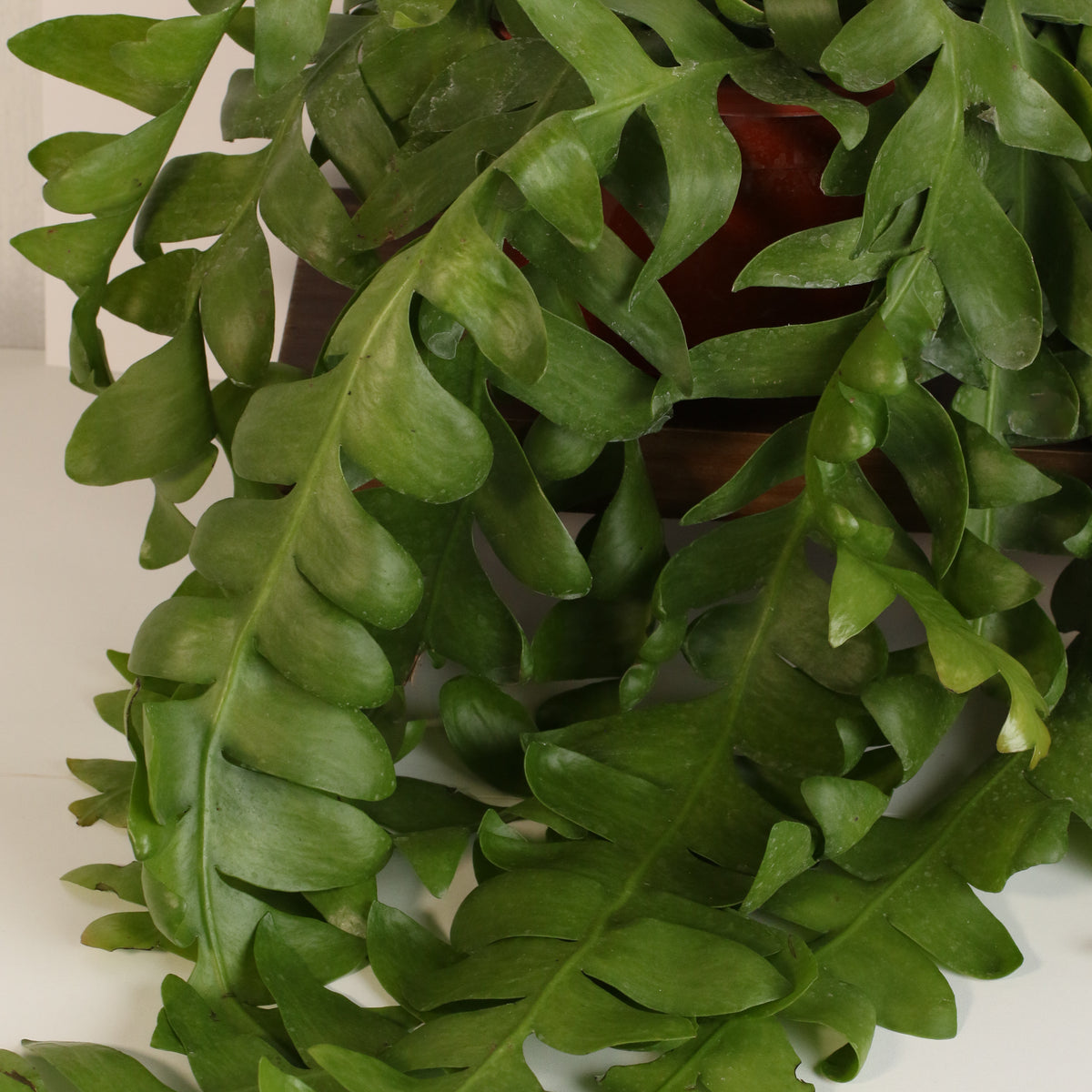 Shark Fin Epiphyllum Plant