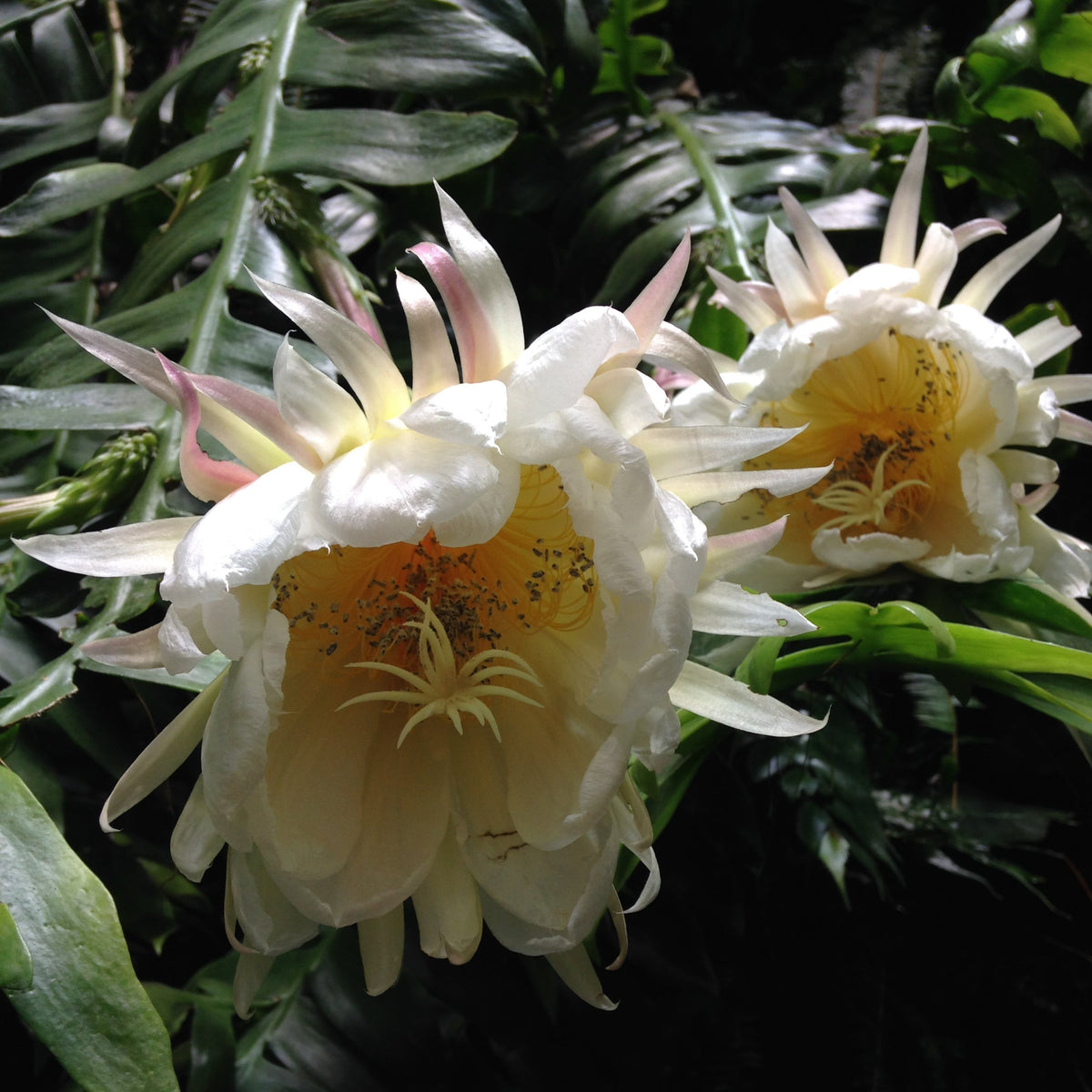 Shark Fin epiphyllum Flowers blooming